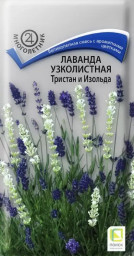 Лаванда узколистная Тристан и Изольда 10шт Поиск